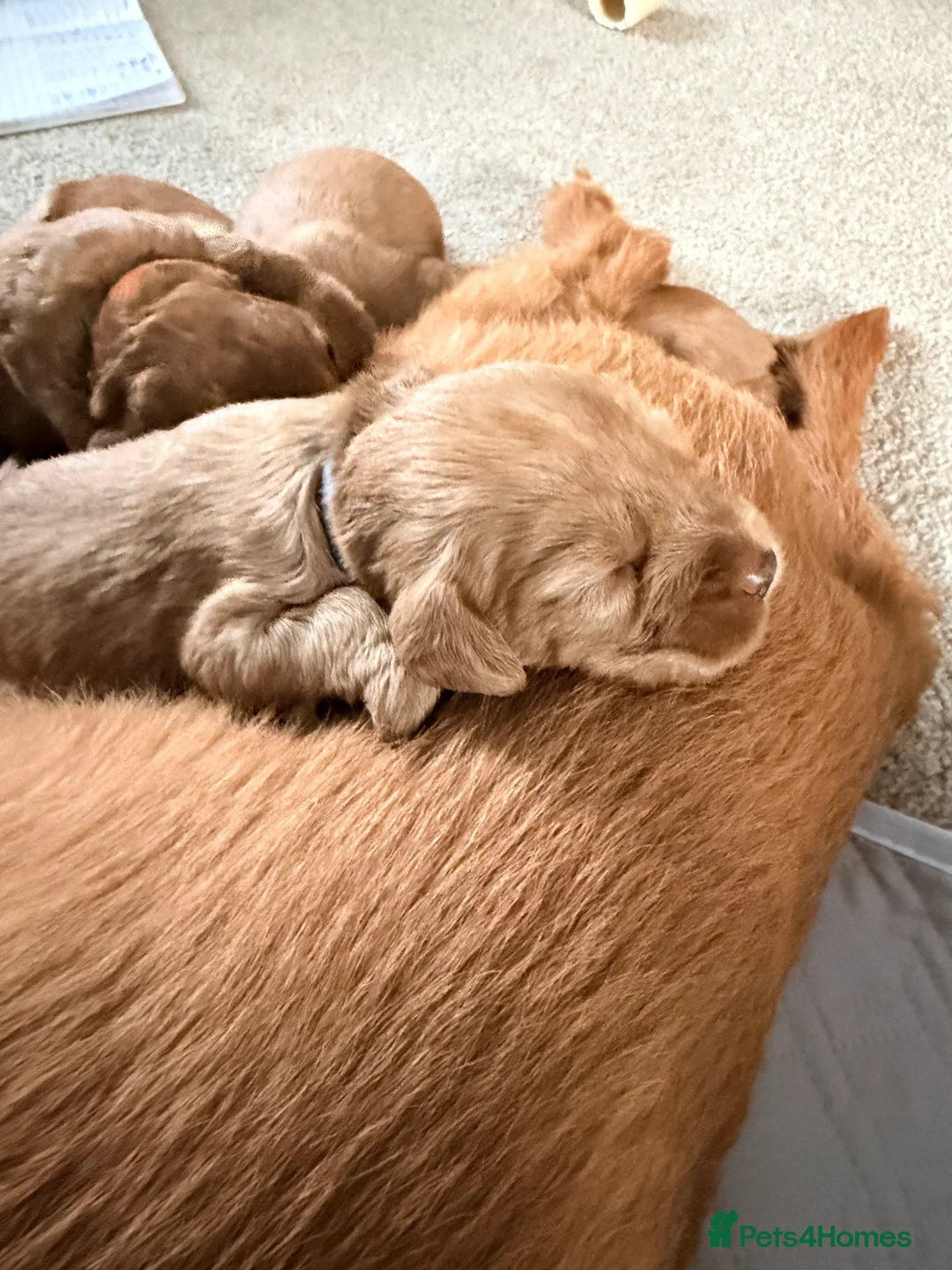 Labradoodle dogs for sale: Miniature f2b labradoodle puppies in New Romney - Advert 39