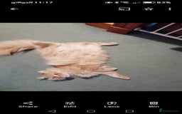 Norwegian Forest Cat cats for sale: Stunning Norwegian Forest Cat - Image 6