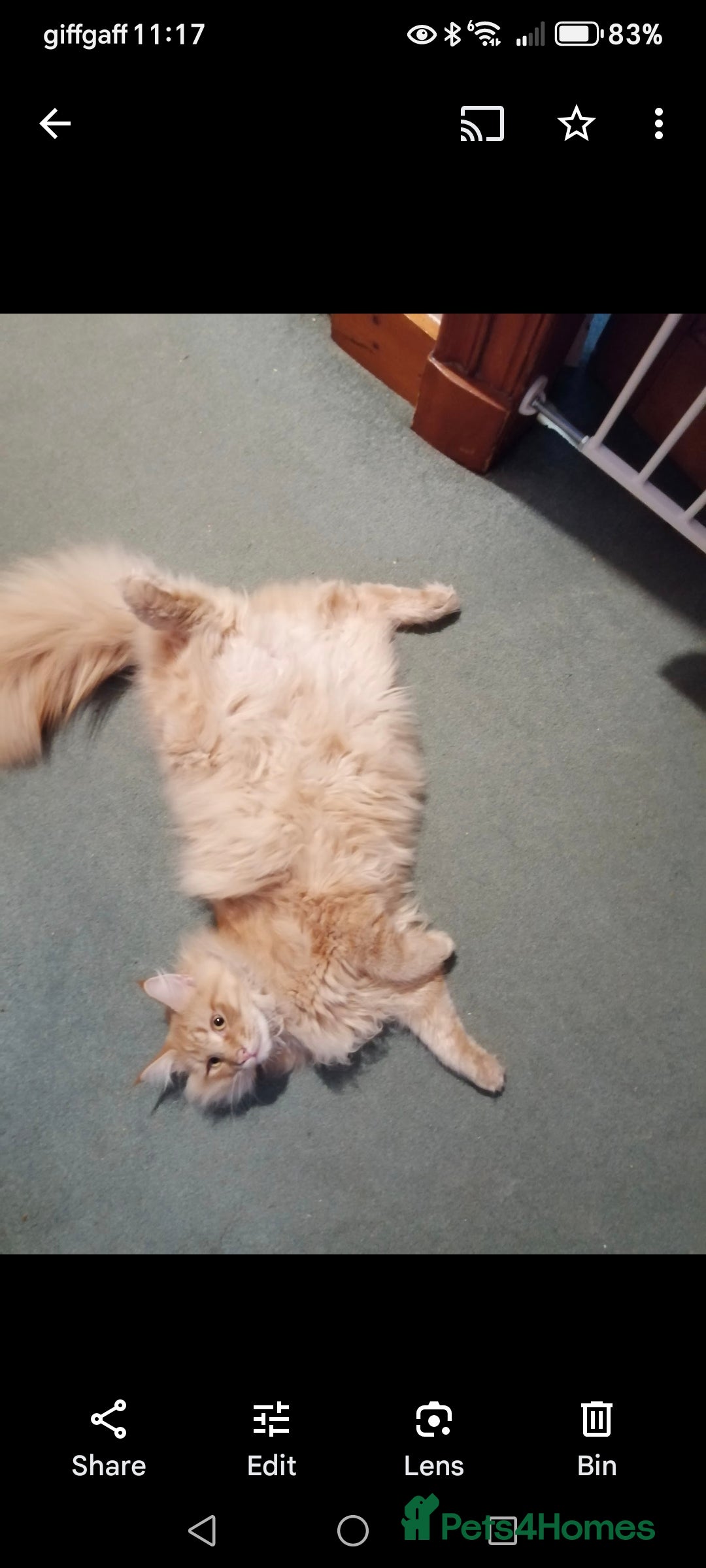 Norwegian Forest Cat cats for sale: Stunning Norwegian Forest Cat - Image 6