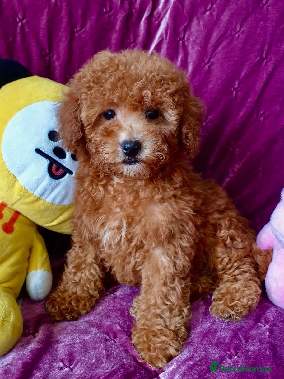 Maltipoo dogs BEAUTIFUL LITTER OF F1B MALTIPOOS - Advert 1