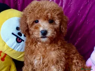 Maltipoo dogs BEAUTIFUL LITTER OF F1B MALTIPOOS - Advert 1