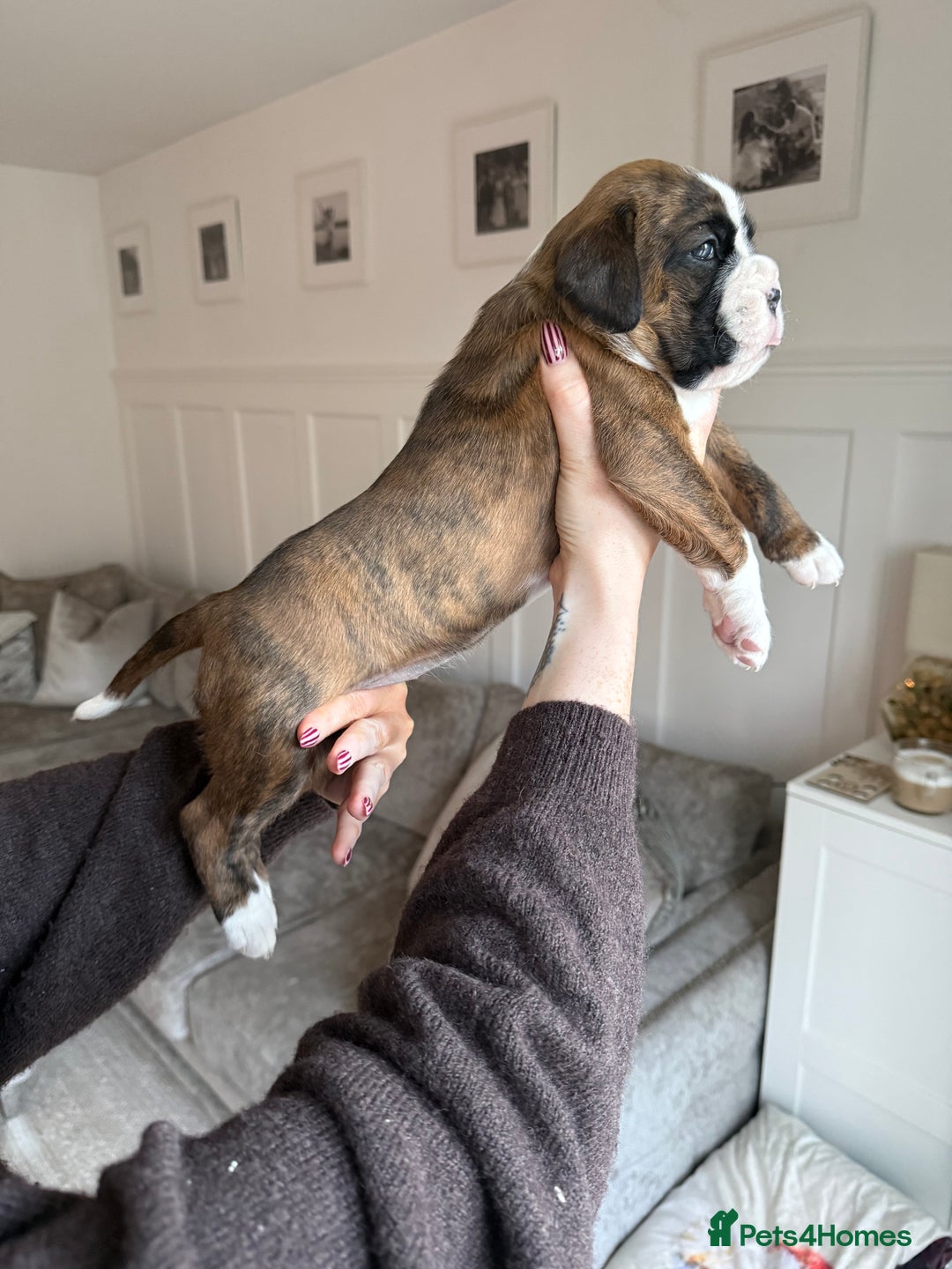 Boxer dogs for sale: 4 CHAMP BLOODLINE CHUNKY BOXER PUPS, bobtail/tail - Advert 32