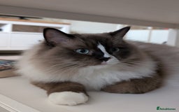 Ragdoll cats for sale: Beautiful Ragdoll Cats – Milo & Caramella - Advert 7