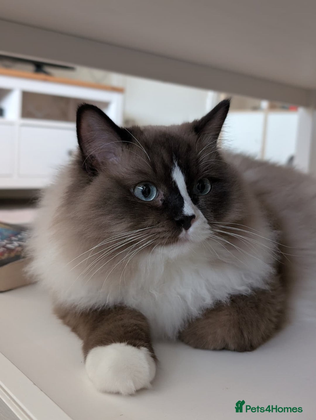 Ragdoll cats for sale: Beautiful Ragdoll Cats – Milo & Caramella - Advert 7