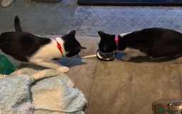 Mixed Breed cats for sale: Oreo and cookie - Image 4