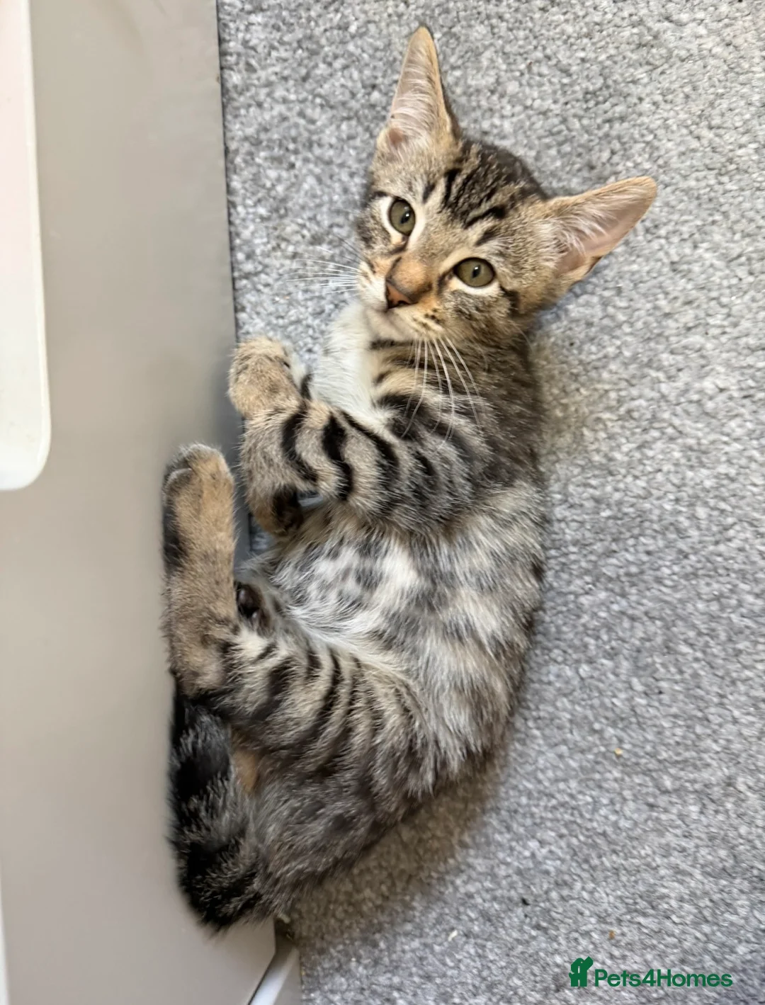 Bengal cats for sale: 2 Stunning Bengal Kittens Left  - Advert 10