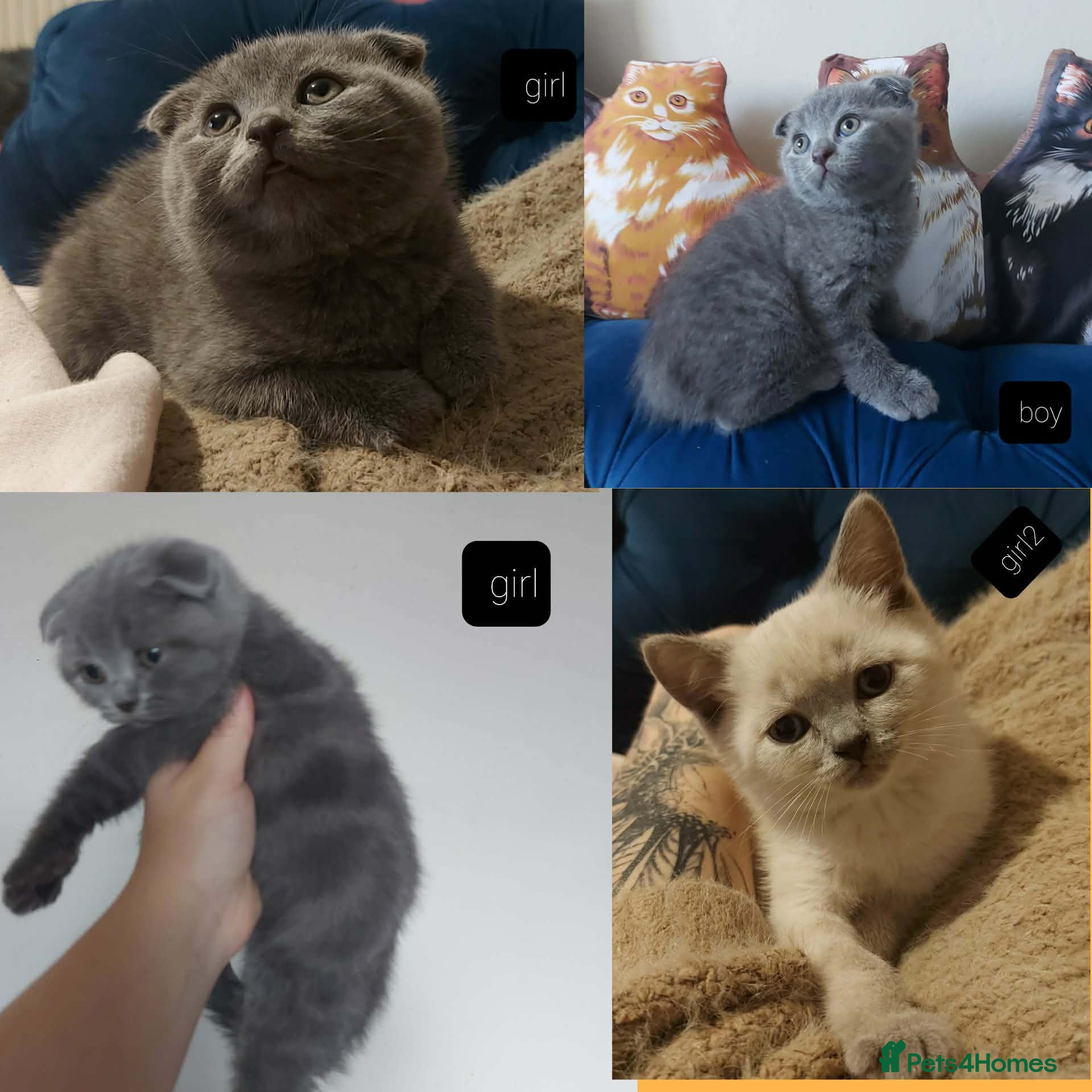 Scottish Fold cats Bradford scotish fold-british shorthair kittens  - Advert 1