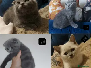 Scottish Fold cats Bradford scotish fold-british shorthair kittens - Advert 1