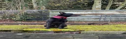 Belgian Shepherd Dog dogs for sale: Belgian Malinois for sale - Advert 7
