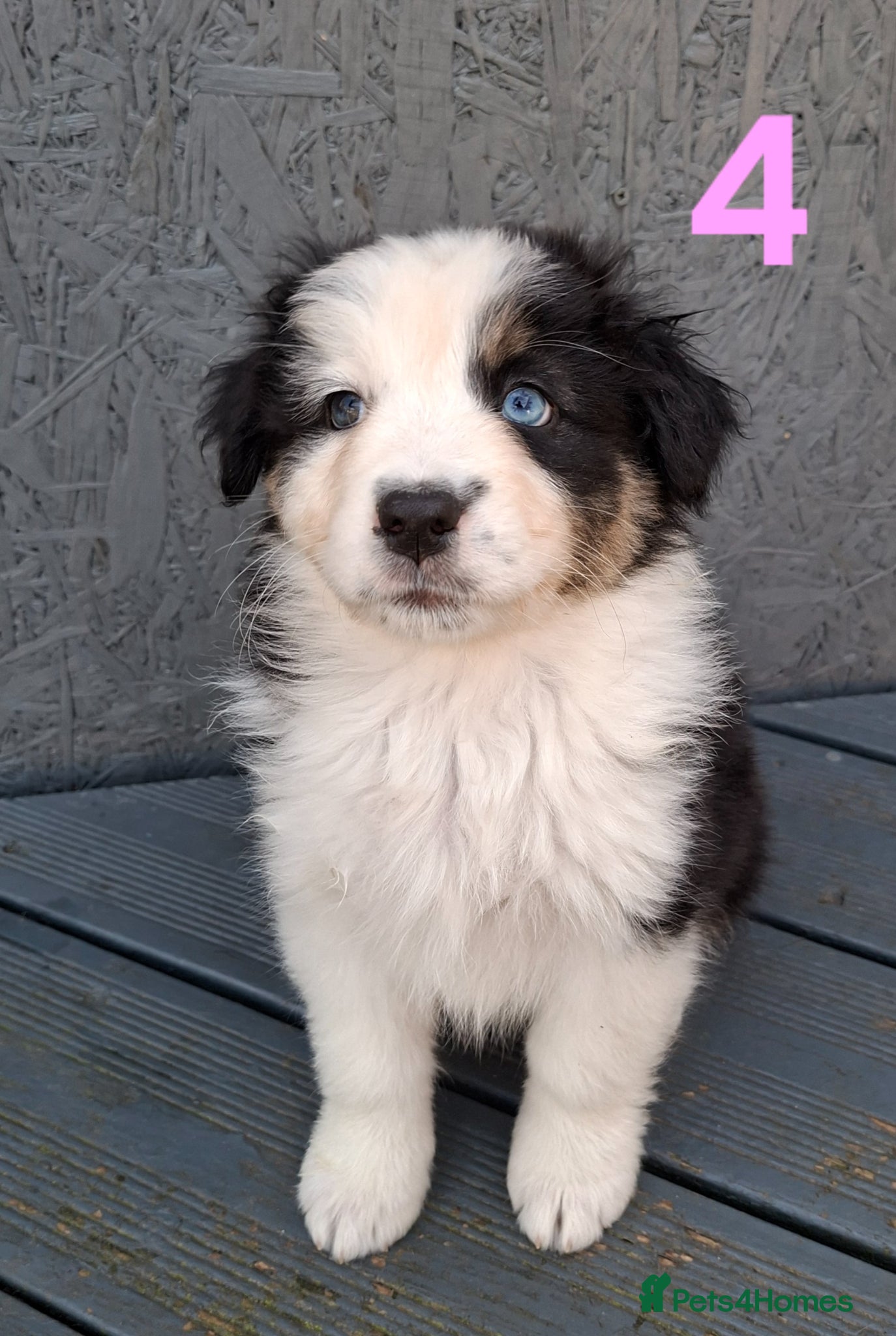 Australian Shepherd dogs ​🐾 Beautiful Australian Shepherd Puppies 🐾 - Advert 1