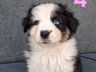 Australian Shepherd dogs 🐾 Beautiful Australian Shepherd Puppies 🐾 - Advert 1