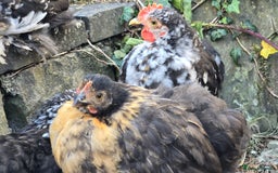 Chickens poultry for sale: Mottled Black/gold hen and black/white cockerel    - Image 2