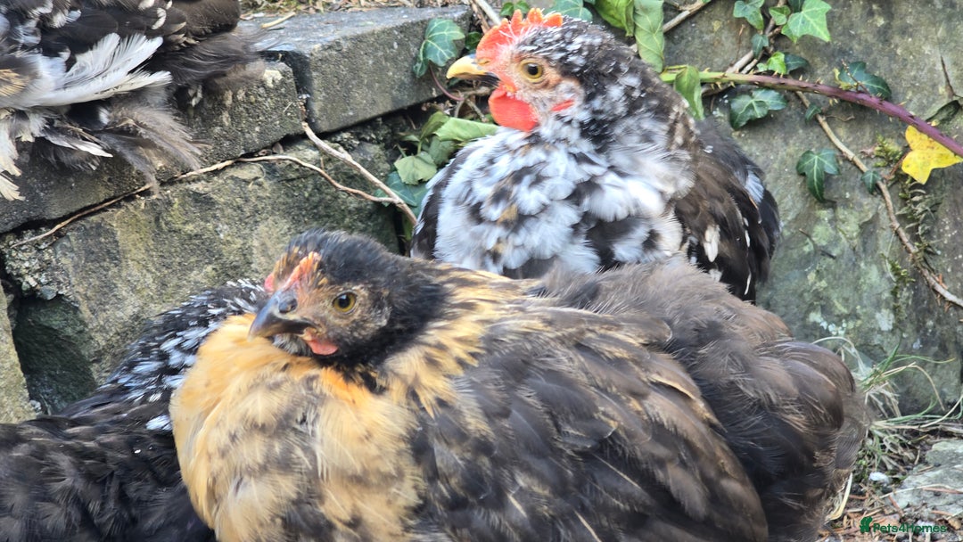 Chickens poultry for sale: Mottled Black/gold hen and black/white cockerel    - Image 2