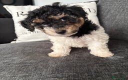 Mixed Breed dogs for sale: Yorkie bichon X bichon frise - Image 8