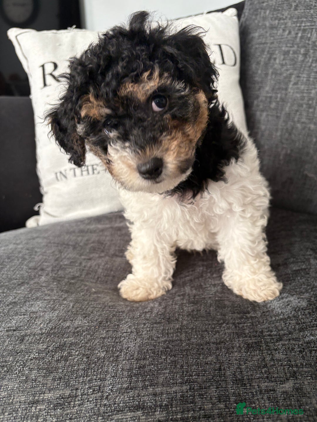 Mixed Breed dogs for sale: Yorkie bichon X bichon frise - Image 8