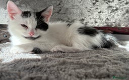 Mixed Breed cats for sale: White and black kittens - Image 23