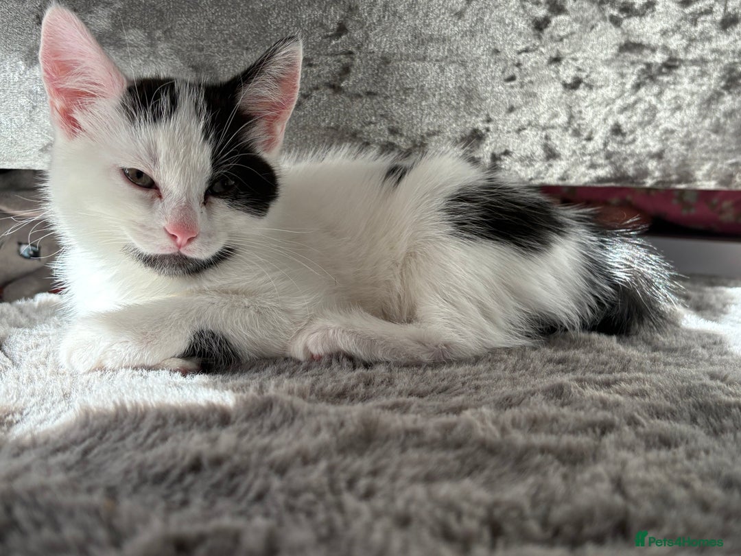 Mixed Breed cats for sale: White and black kittens - Image 23