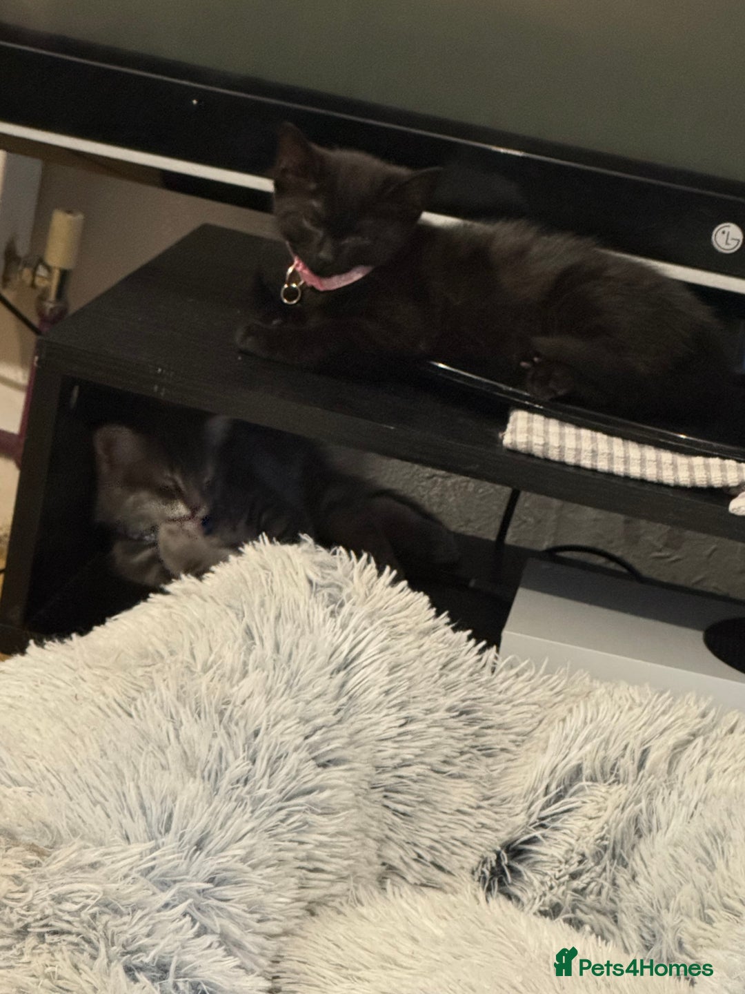 Mixed Breed cats for sale: Kitten - Image 6