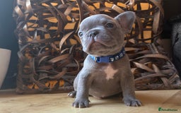 French Bulldog dogs for sale: Pedigree Frenchies - New Shade Isabella’s & Lilacs - Image 4