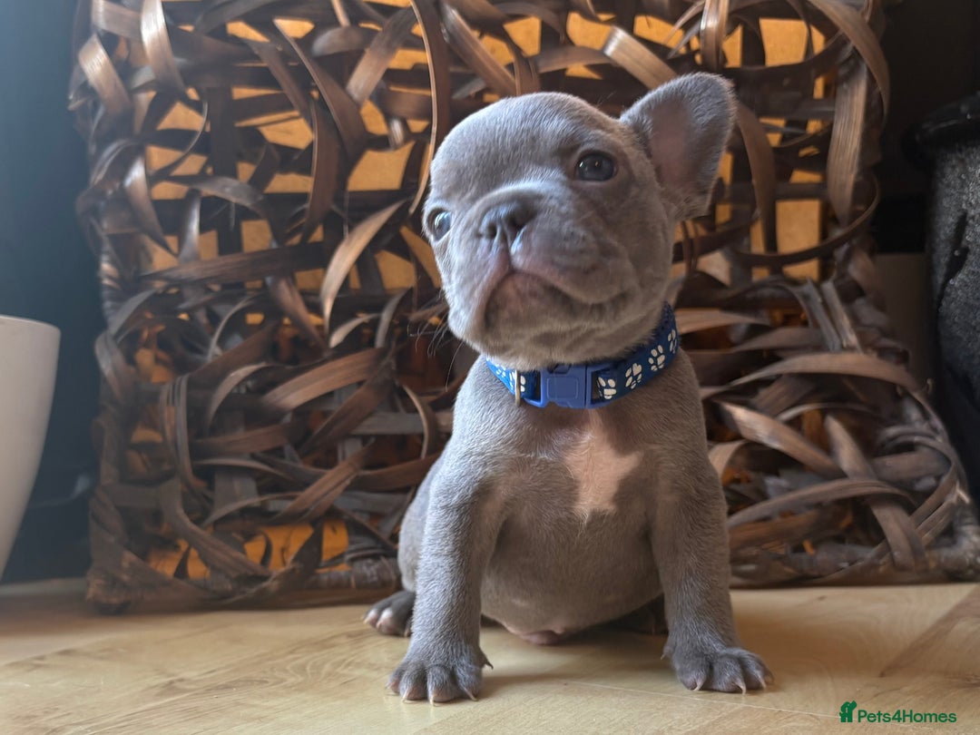 French Bulldog dogs for sale: Pedigree Frenchies - New Shade Isabella’s & Lilacs - Image 4