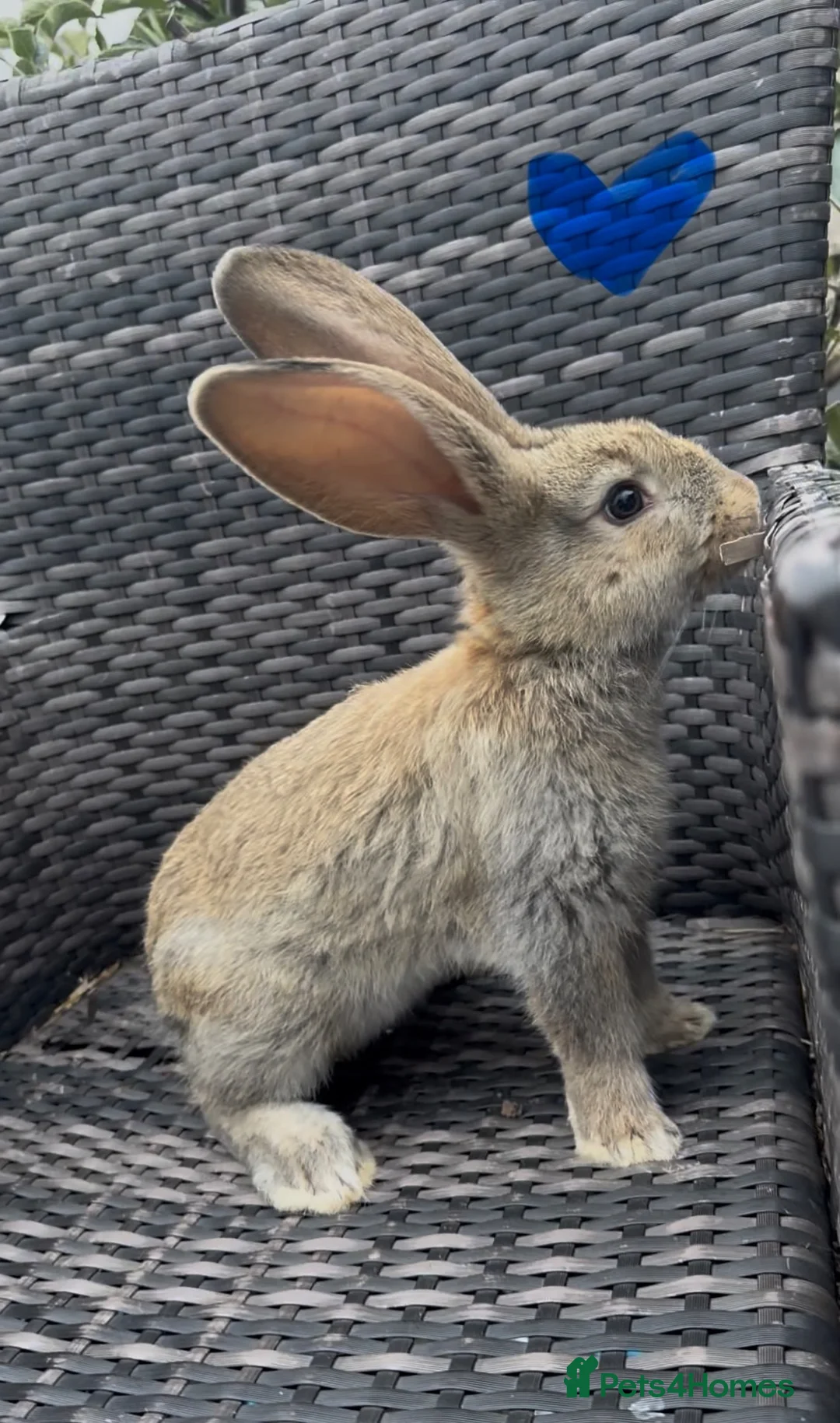 Continental Giant rabbits for sale: RESERVED  - Advert 2