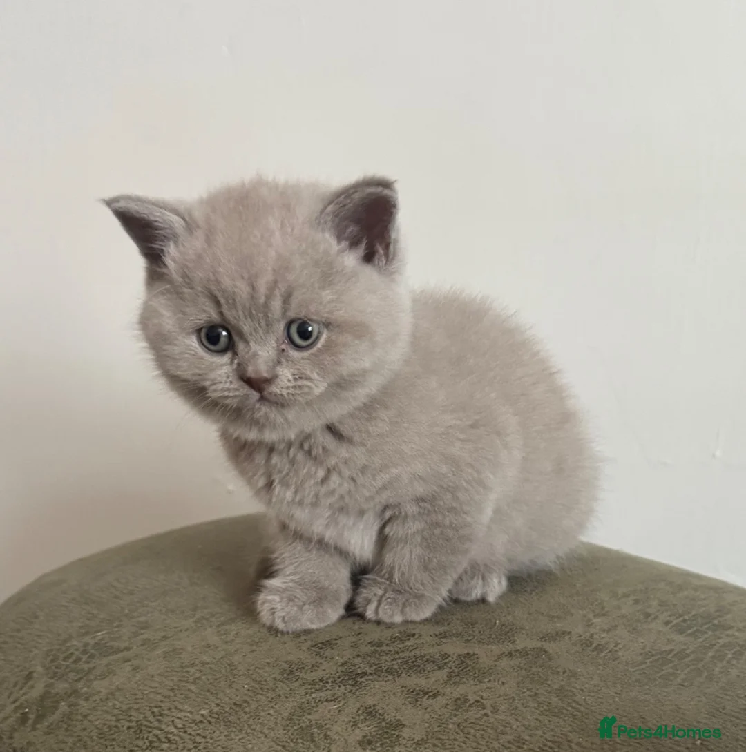 British Shorthair cats for sale: Only 2 left pure shorthairs British blue kittens  in Chepstow - Advert 2
