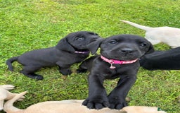 Labrador Retriever dogs for sale: Excellent KC reg-health checked home bred line - Image 5