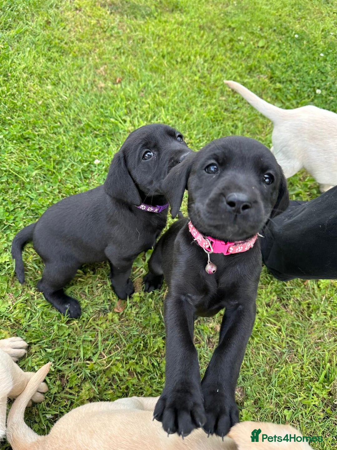Labrador Retriever dogs for sale: Excellent KC reg-health checked home bred line - Image 5