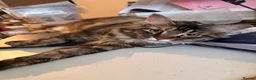 Maine Coon cats for sale: TICA registered Maine Coons - Advert 1