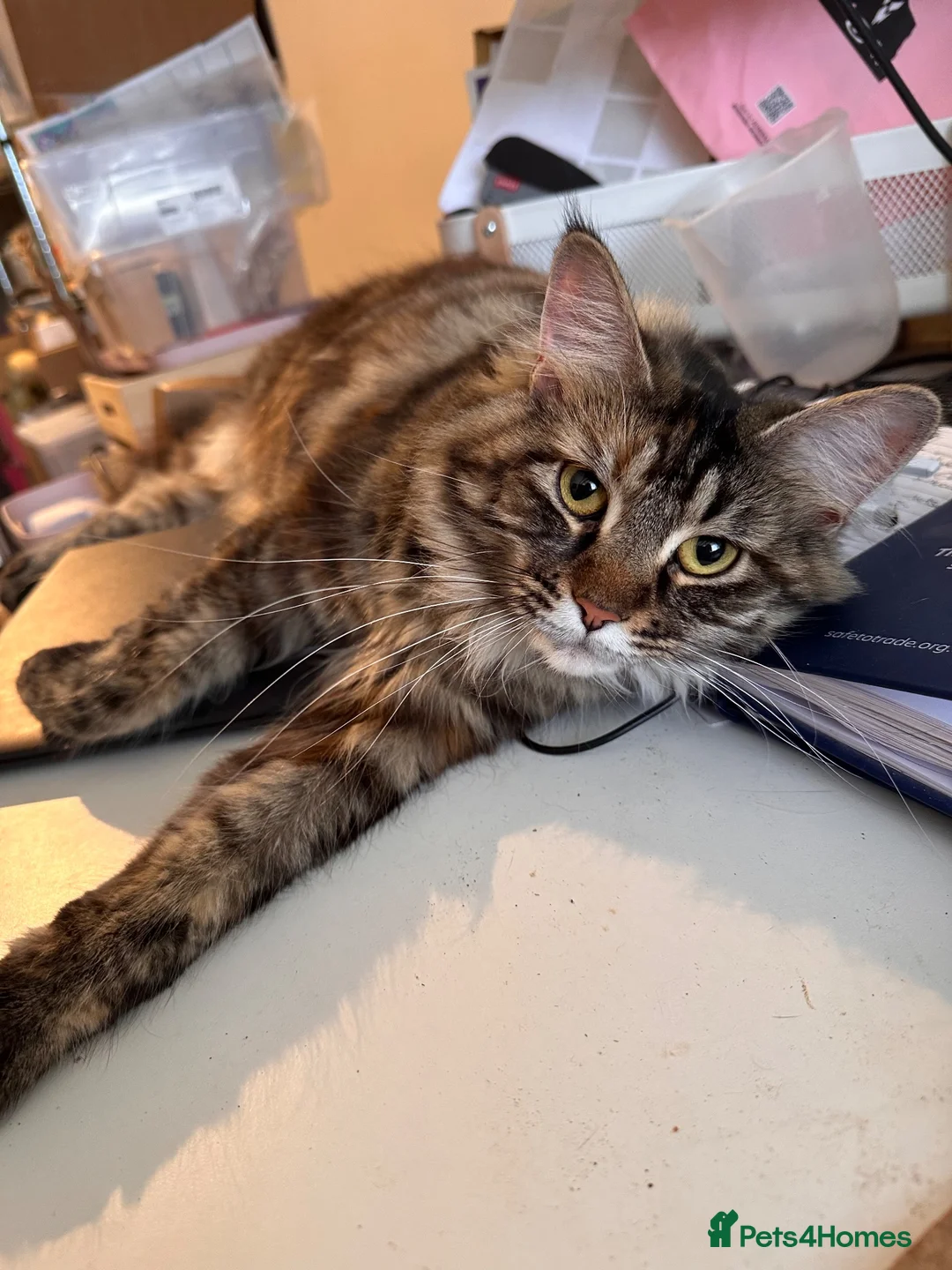 Maine Coon cats for sale: TICA registered Maine Coons - Advert 1