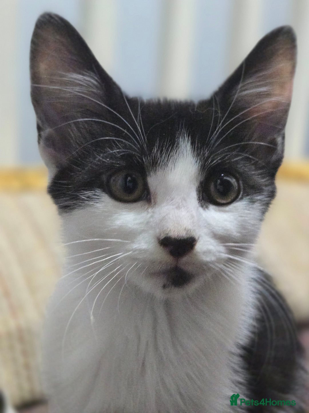 Mixed Breed cats for sale: 2 Kitties for the price of 1! With ****** tower! - Image 6