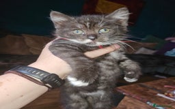 Mixed Breed cats for sale: Quarter persian fluffy kittens for sale - Image 22