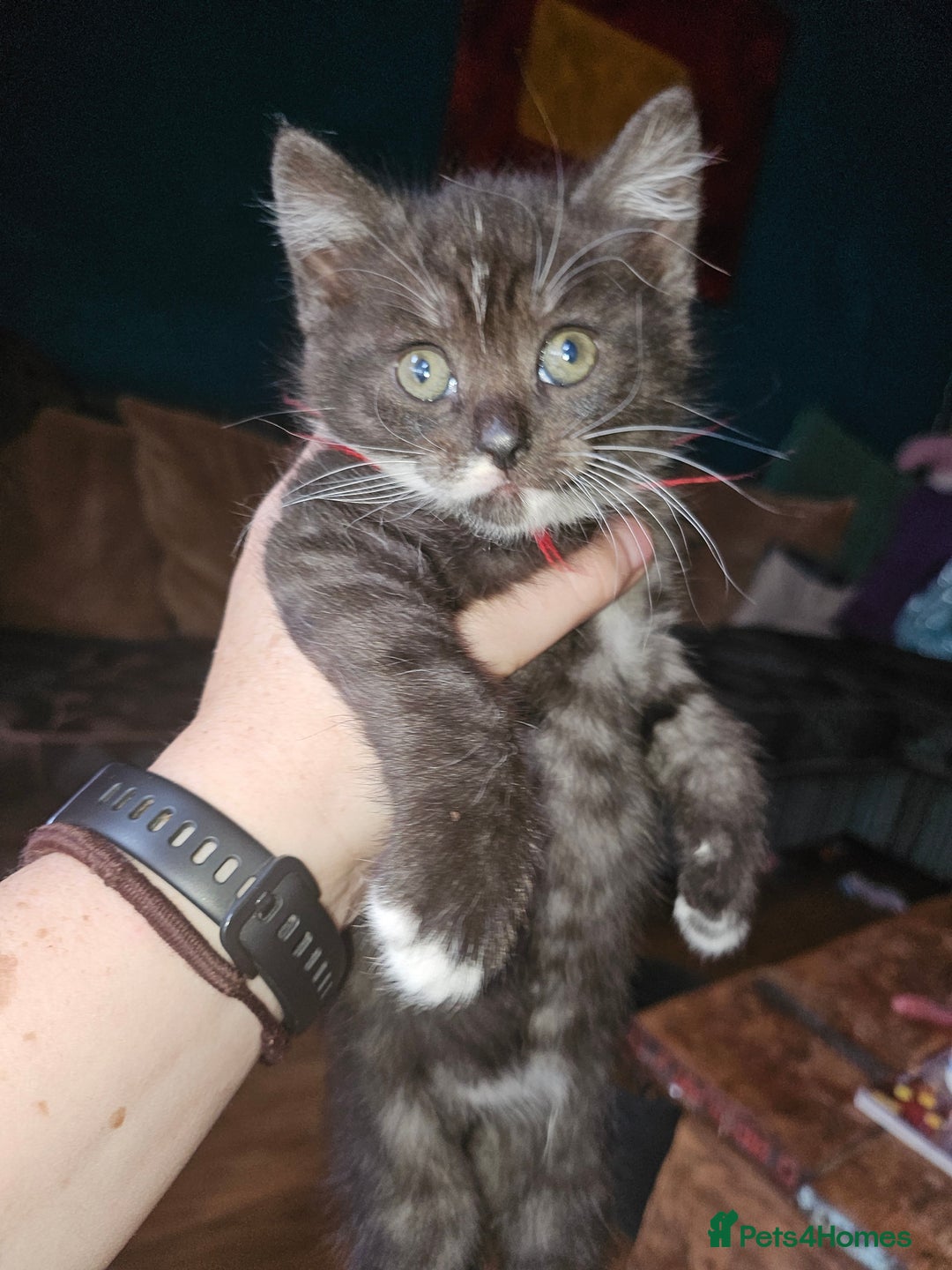 Mixed Breed cats for sale: Quarter persian fluffy kittens for sale - Image 22