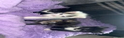 Mixed Breed cats for sale: Beautiful kittens  in Newcastle - Advert 2
