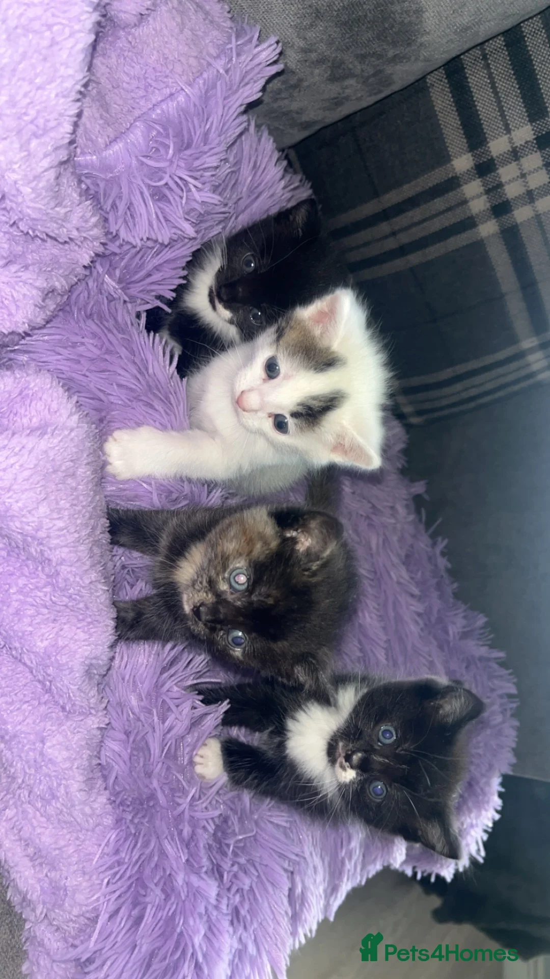 Mixed Breed cats for sale: Beautiful kittens  in Newcastle - Advert 2