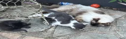 Ragdoll cats for sale: Grey and white Ragdoll X male  - Advert 4