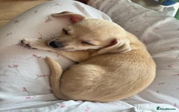 Mixed Breed dogs for sale: Adorable chihuahua cross shih tzu puppy male - Image 5