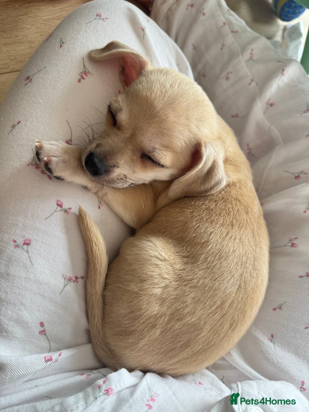 Mixed Breed dogs for sale: Adorable chihuahua cross shih tzu puppy male - Image 5