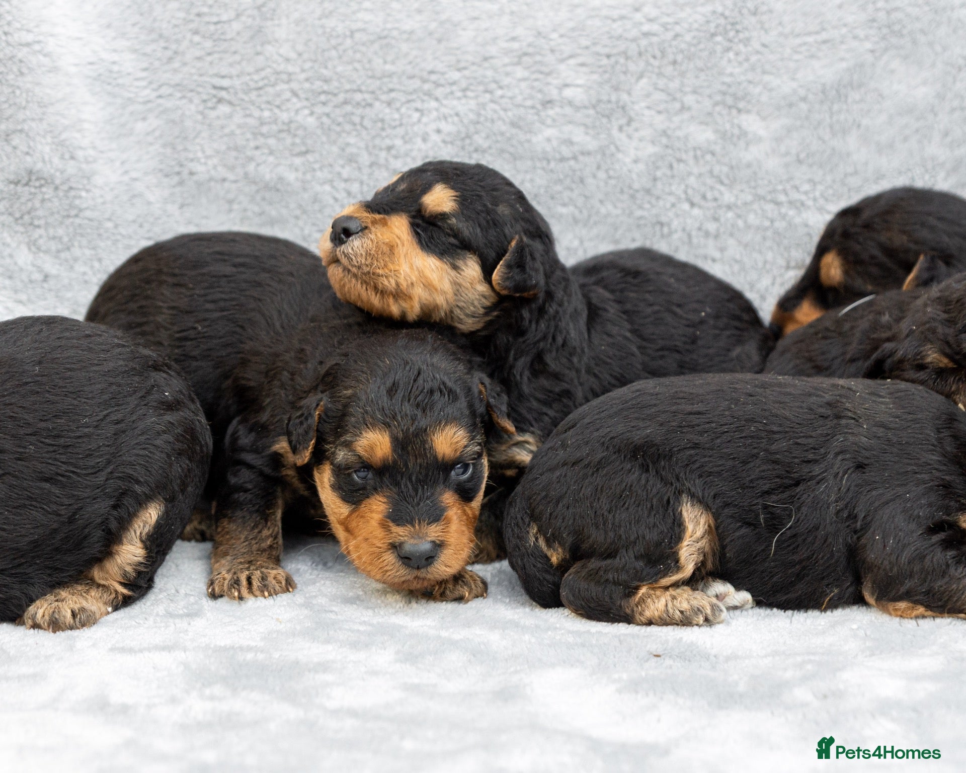 Airedale Terrier dogs ⭐️QUALITY KC AIREDALE TERRIERS PUPPIES⭐️ - Advert 2