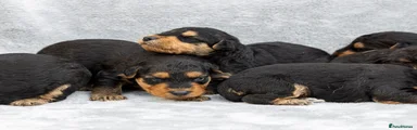 Airedale Terrier 1