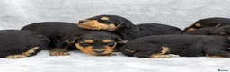 Airedale Terrier dogs for sale: ⭐️QUALITY KC AIREDALE TERRIERS PUPPIES⭐️ - Advert 2