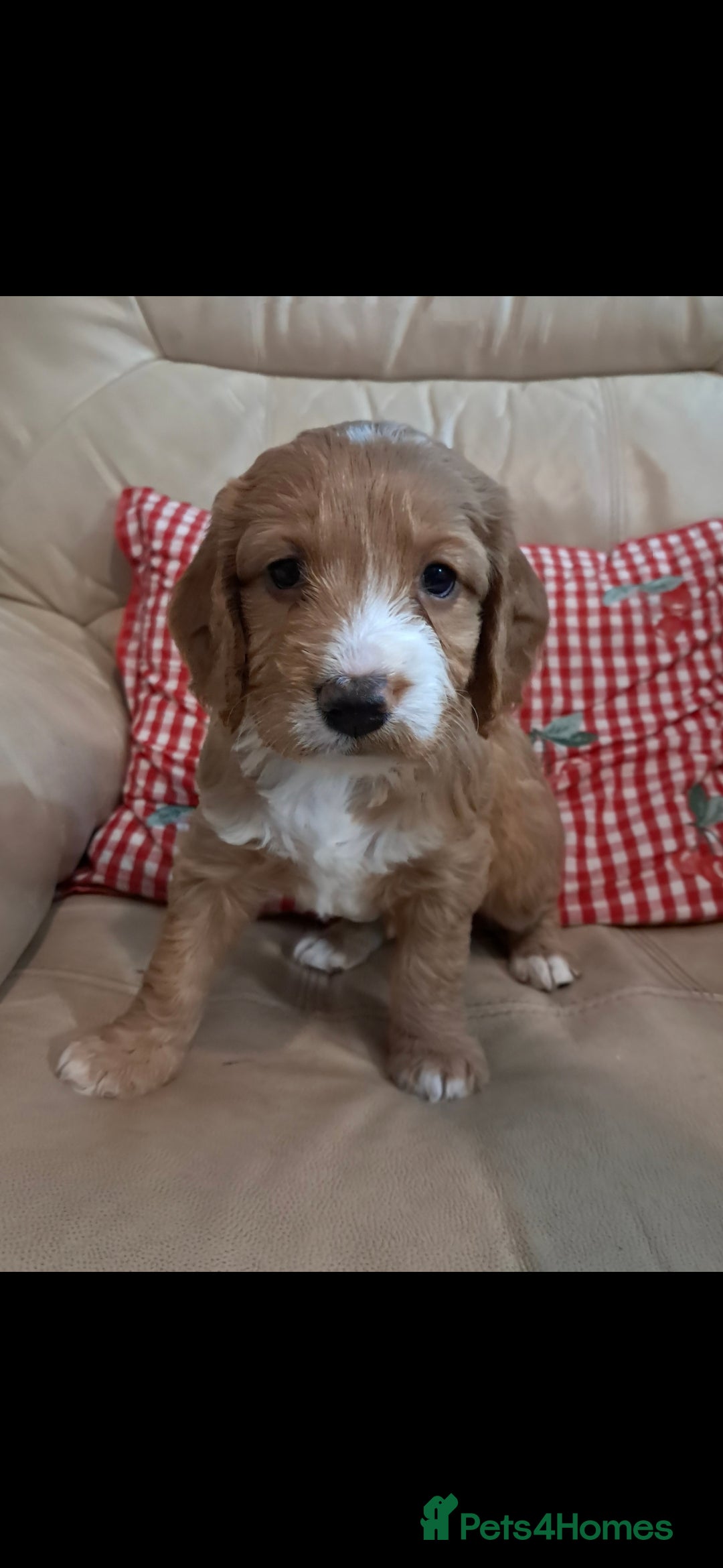 Cockapoo dogs F1B Red and fox red cockapoo litter - Advert 5