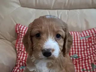 Cockapoo dogs F1B Red and fox red cockapoo litter - Advert 5