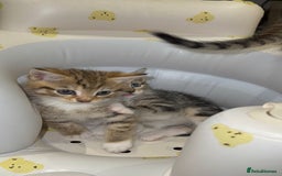 Mixed Breed cats for sale: British Blue Tabby X DSH Kittens For Sale - Image 14