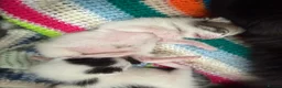 Mixed Breed cats for sale: Beautiful little girl looking for her forever home - Advert 3