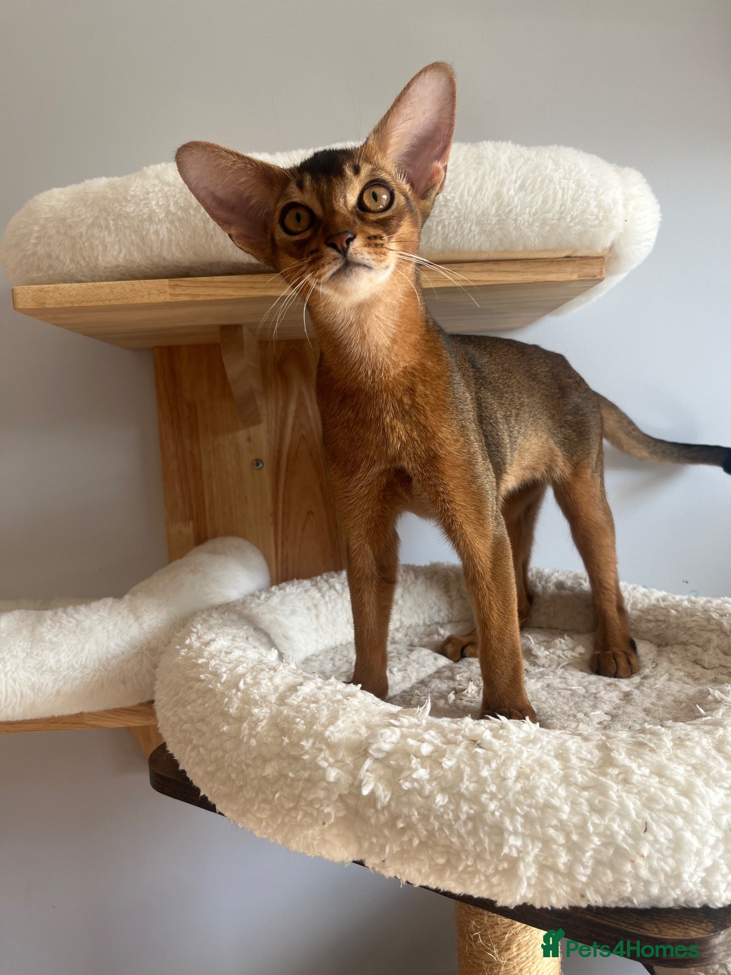 Abyssinian cats Adorable Abyssinian kittens - Advert 2