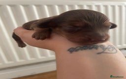 Miniature Dachshund dogs for sale: Long haired dachshund puppies   - Image 6