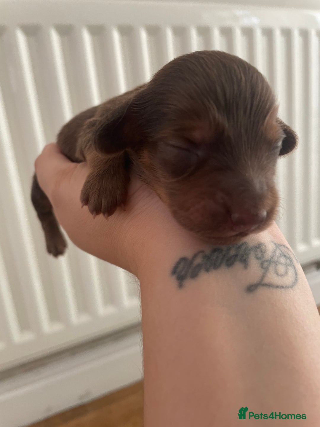 Miniature Dachshund dogs for sale: Long haired dachshund puppies   - Image 6