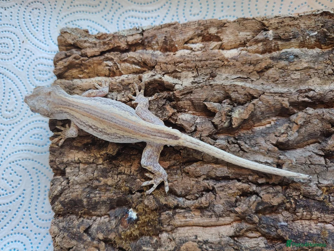 Gecko reptiles for sale: Gargoyle geckos - Advert 2