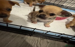 Chihuahua dogs for sale: Chihuahua pups - Image 8